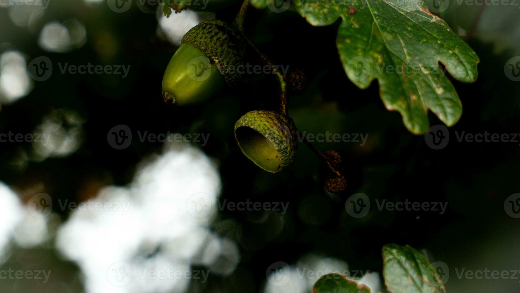 detalhado macro tiro do europeu carvalho folha e bolota foto