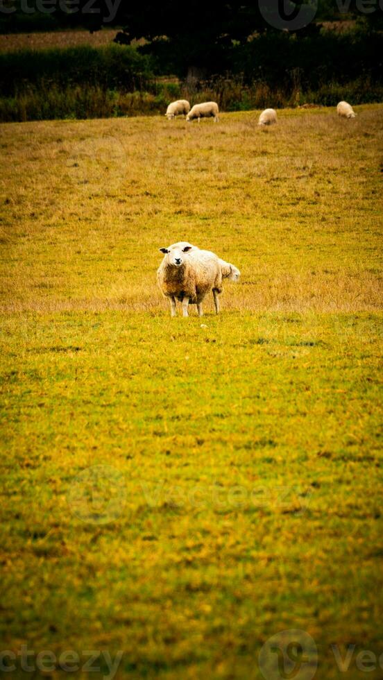 rebanho do lanoso ovelha em uma campo Fazenda foto