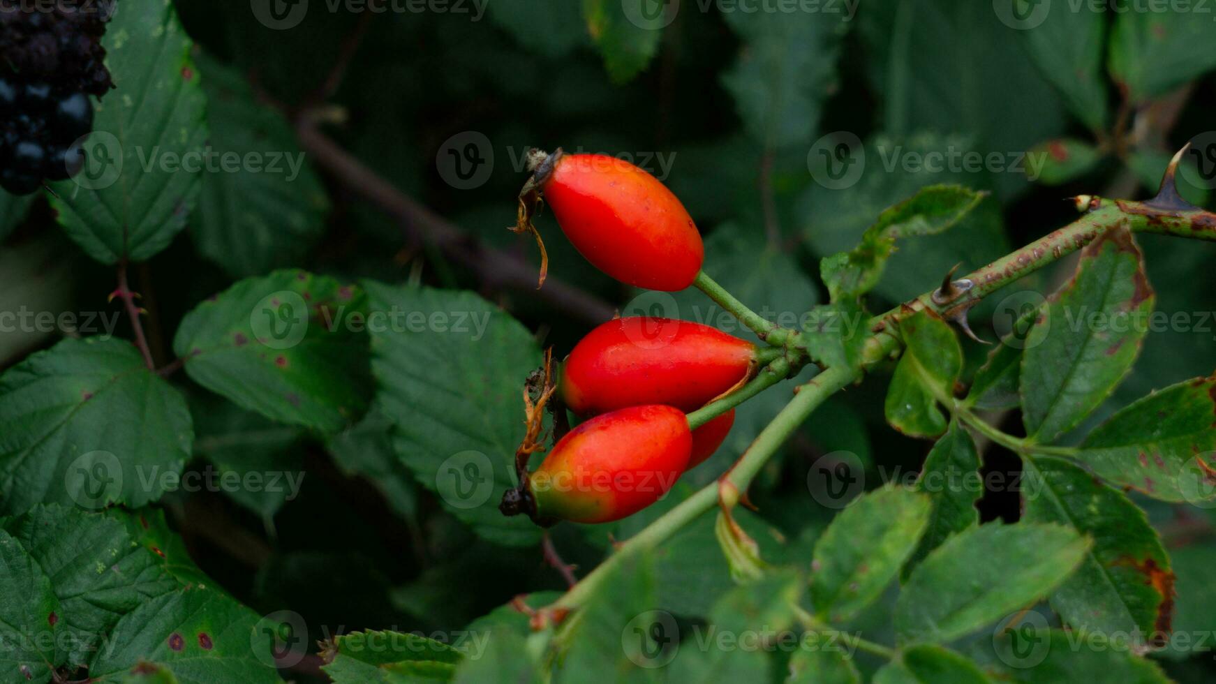 macro tiro do maduro rosa ancas dentro natureza foto