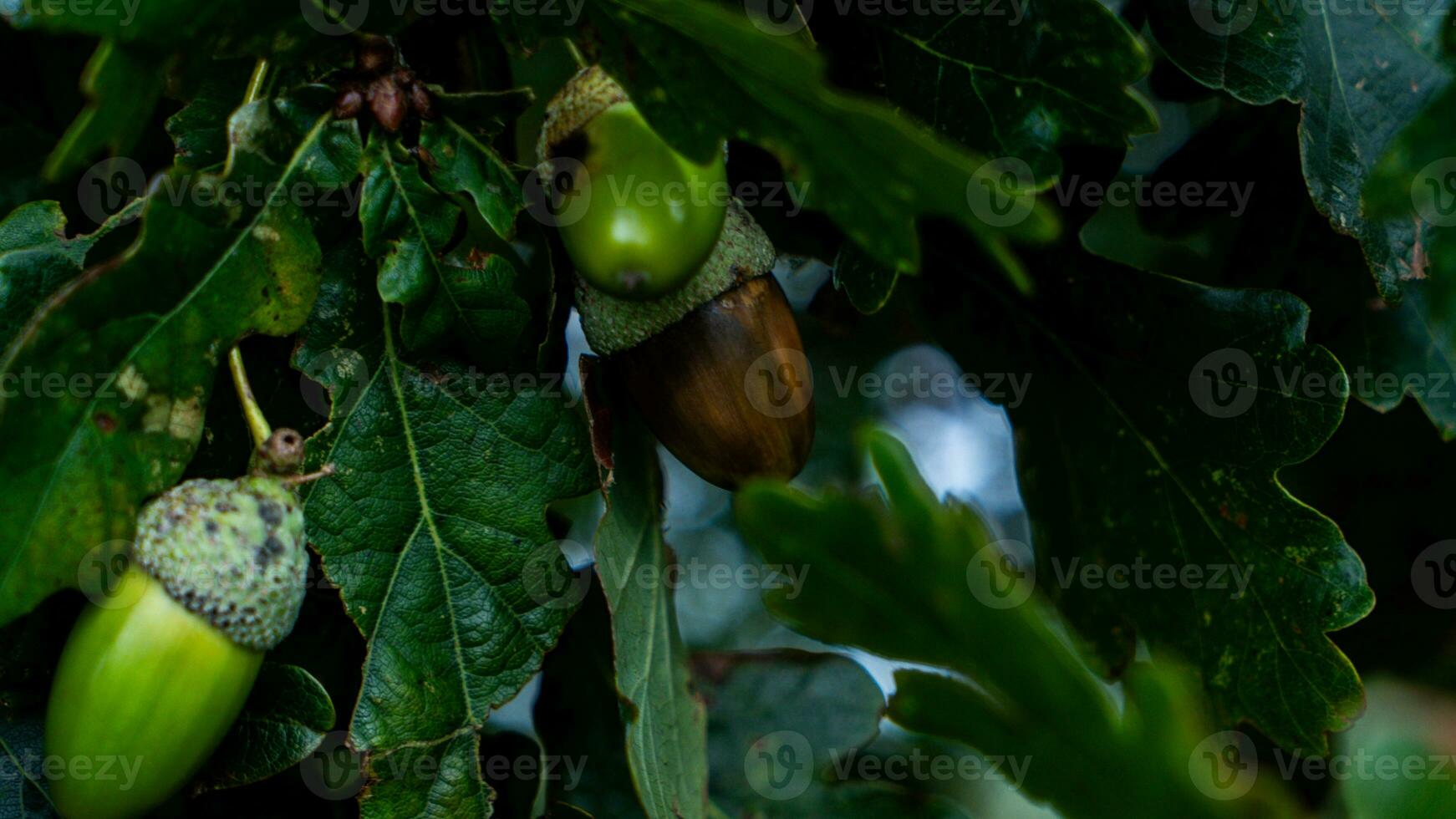 detalhado macro tiro do europeu carvalho folha e bolota foto