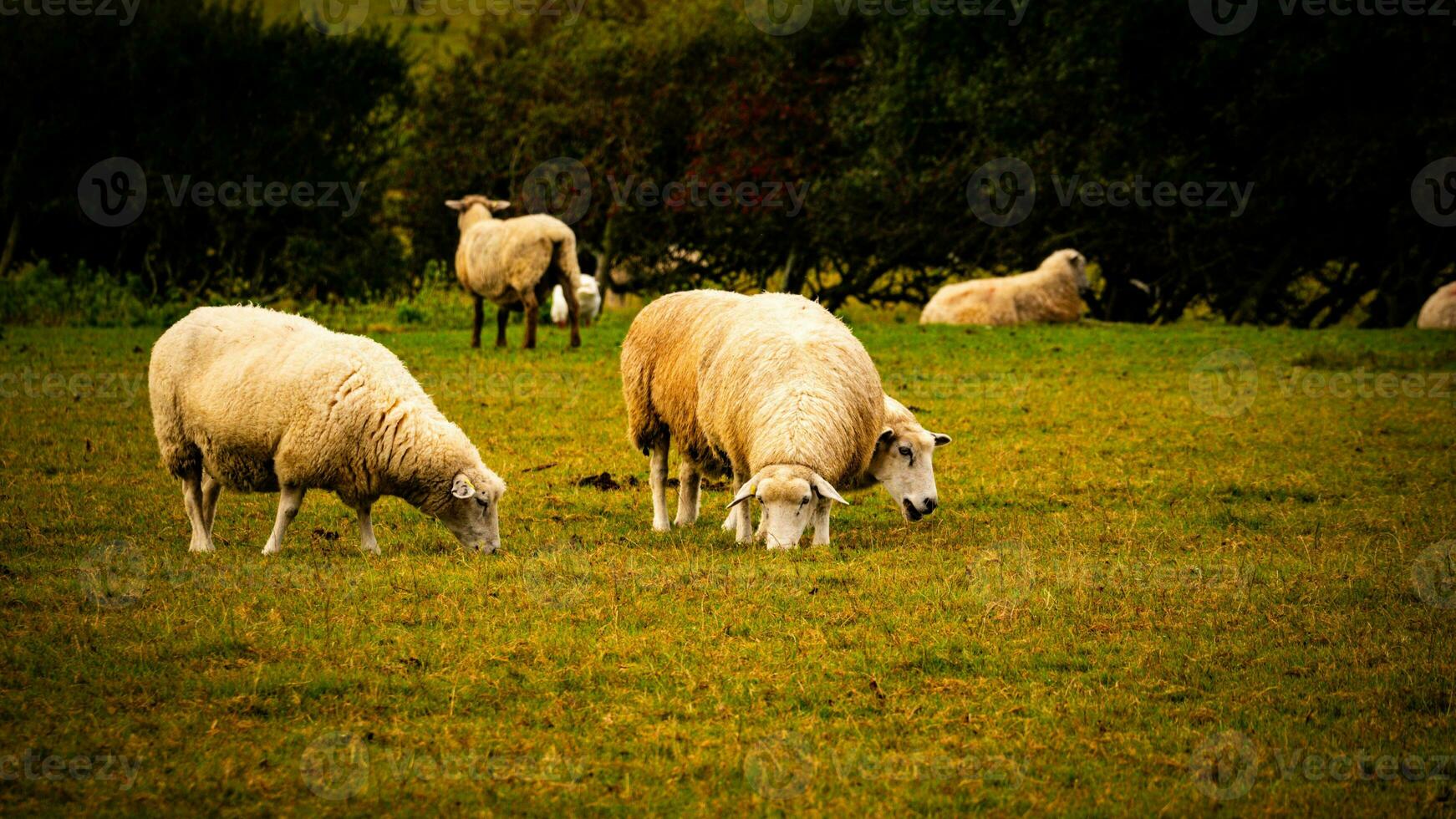 rebanho do lanoso ovelha em uma campo Fazenda foto