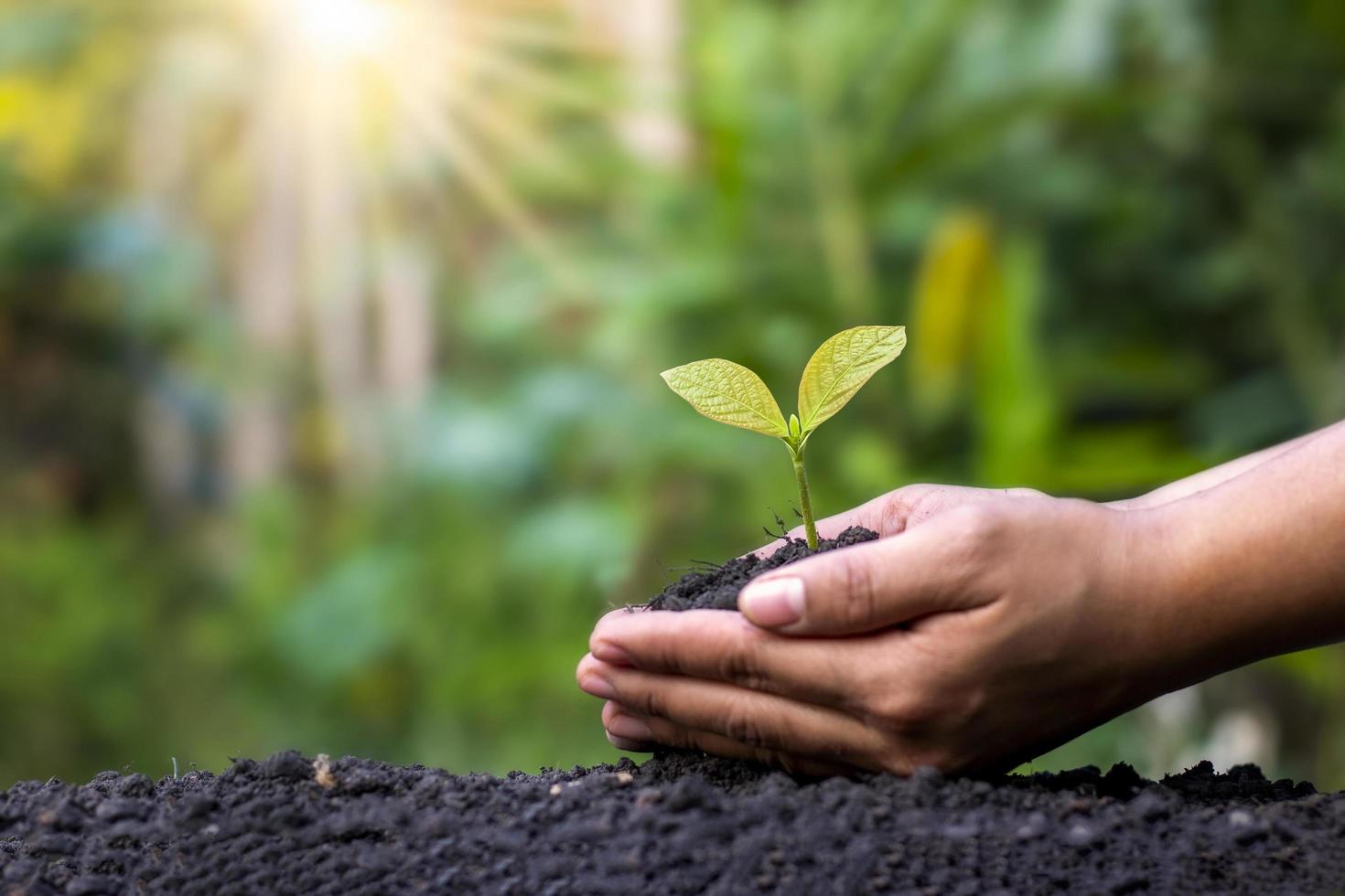 os fazendeiros plantam as safras com as mãos no solo e à luz do sol, ideias para desenvolver a agricultura e o reflorestamento para reduzir o aquecimento global. foto