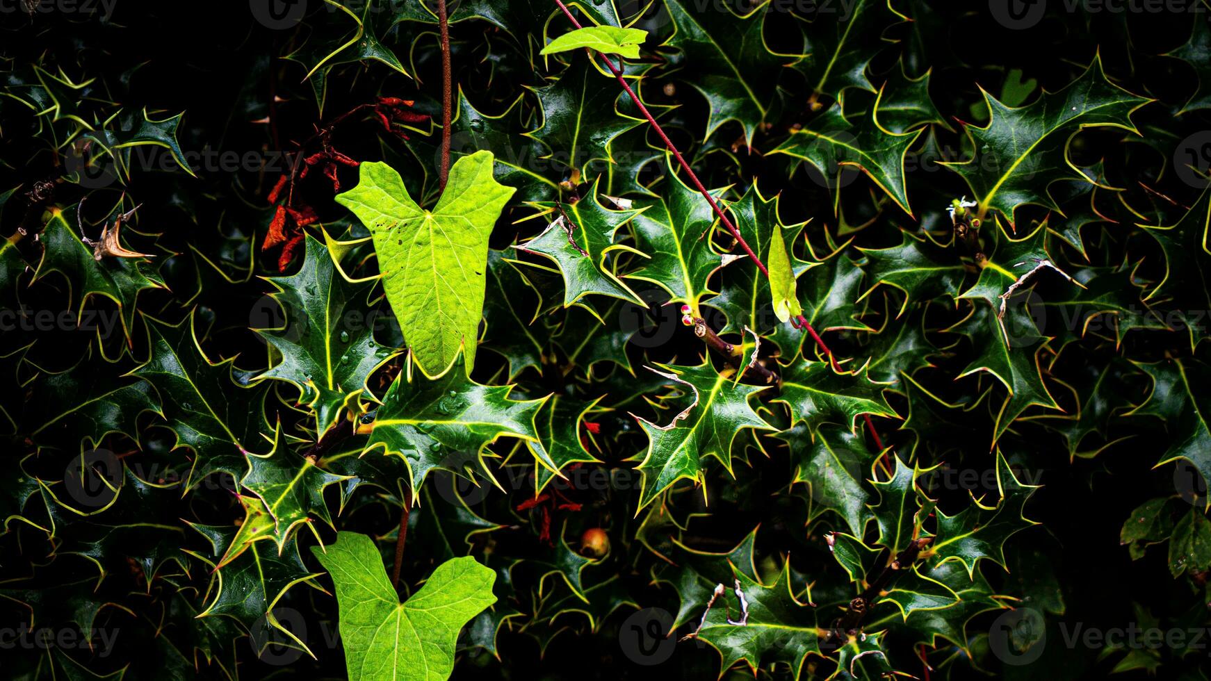 tropical selva abstrato topo Visão folhagem foto