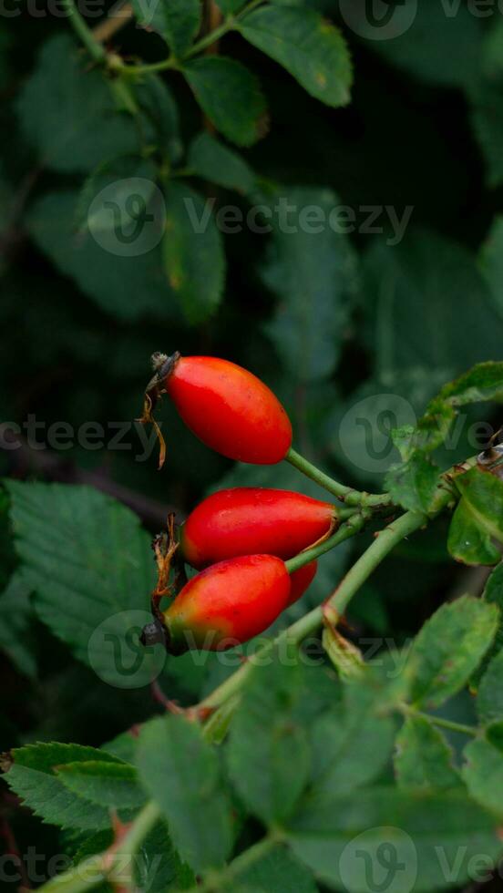 macro tiro do maduro rosa ancas dentro natureza foto