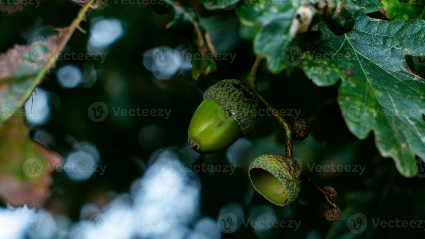 detalhado macro tiro do europeu carvalho folha e bolota foto