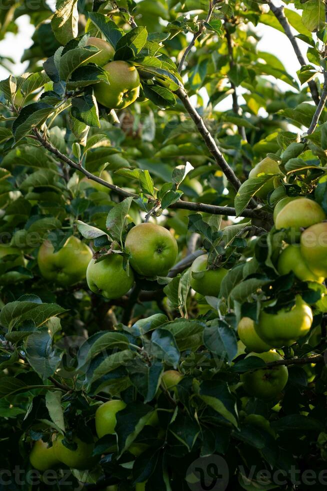 maçãs verdes em galho de árvore foto