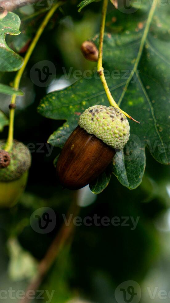 detalhado macro tiro do europeu carvalho folha e bolota foto