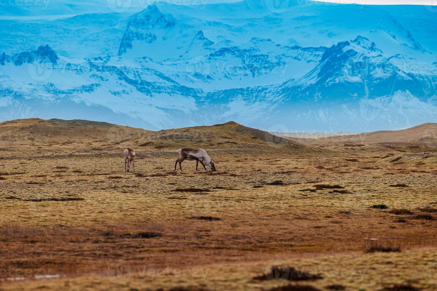 bonita alces em pastagens dentro Islândia, pacífico refúgio com congeladas montanhas Como contexto. polar animais selvagens e islandês fauna Como ilustrações do norte animais dentro escandinavo arredores. foto