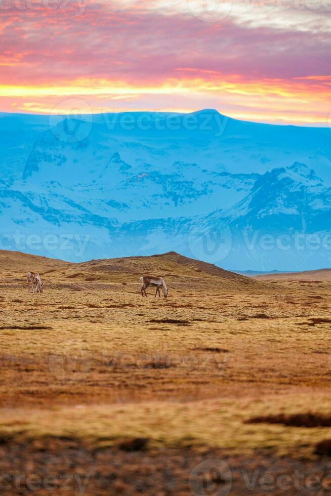 adorável selvagem animais roaming livre dentro islandês interior, lindo natural parque com Nevado montanhas. fofa grupo do alces pastar em congeladas Campos dentro Islândia, nórdico fauna. foto