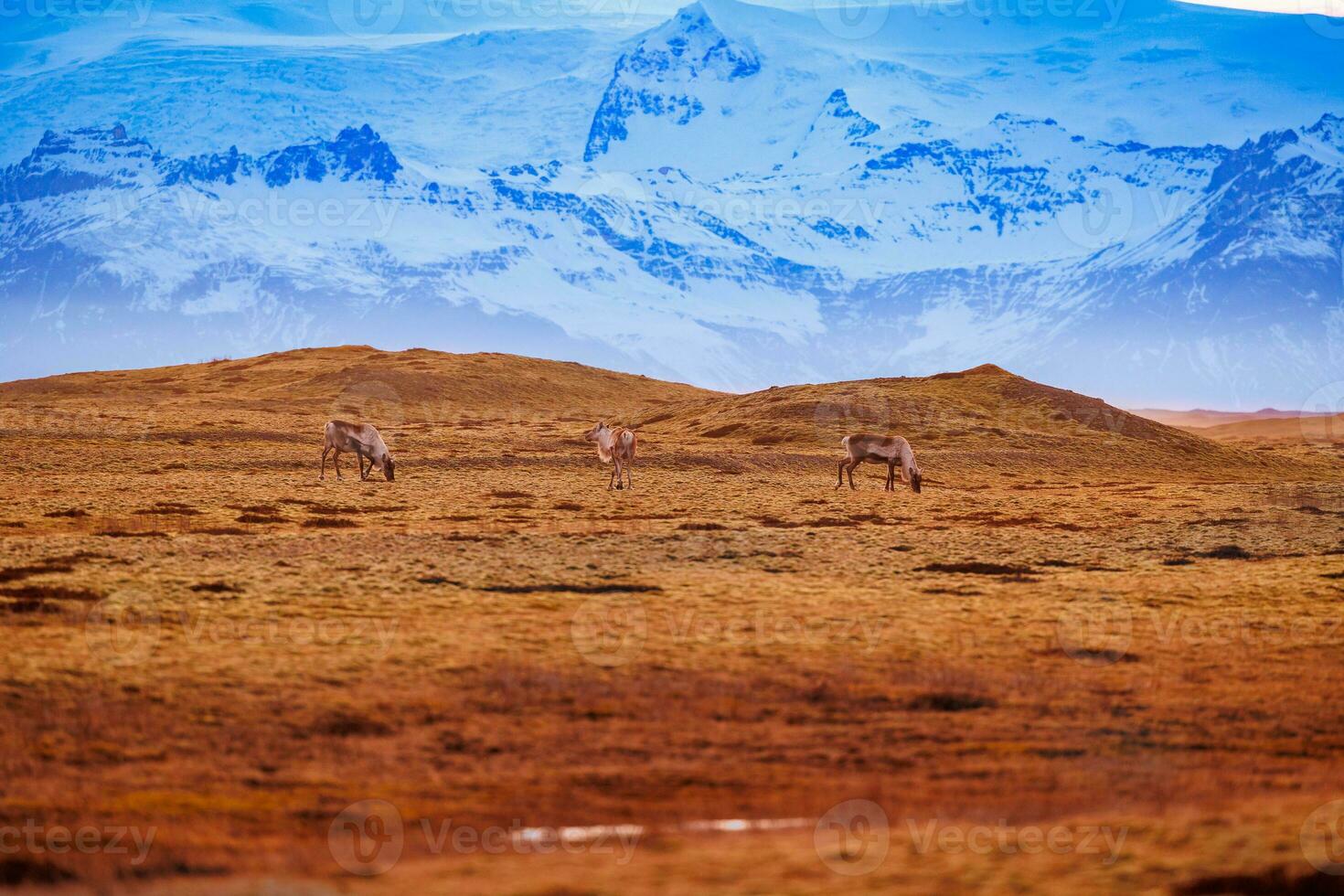 islandês fauna dentro nórdico panorama com Rosa céu e congeladas Nevado montanhas, Castanho campo Campos. fantástico grupo do alces representando escandinavo animais selvagens dentro Islândia. foto