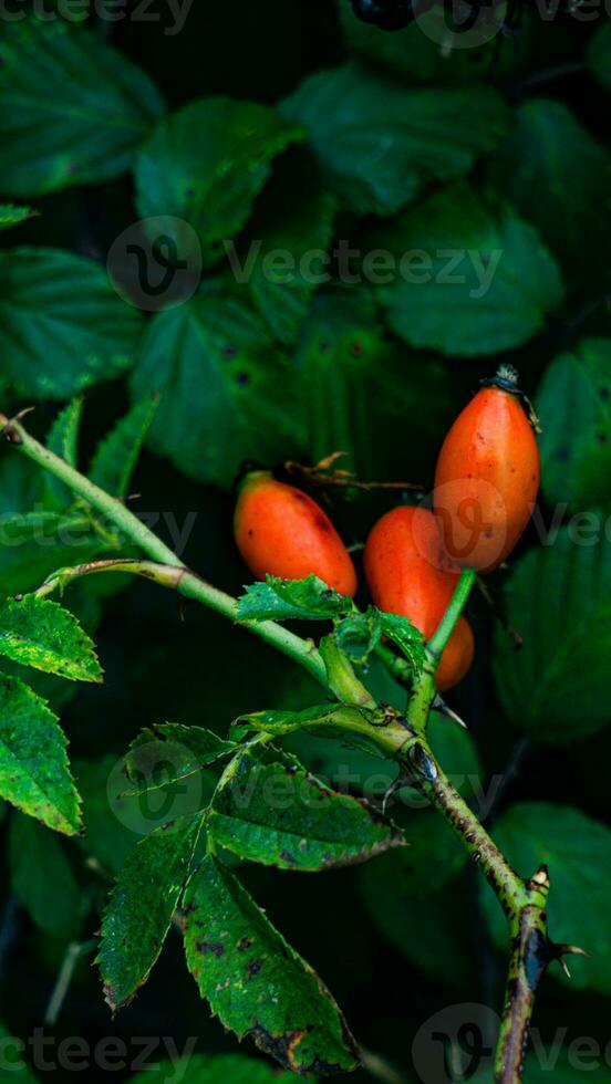 macro tiro do maduro rosa ancas dentro natureza foto