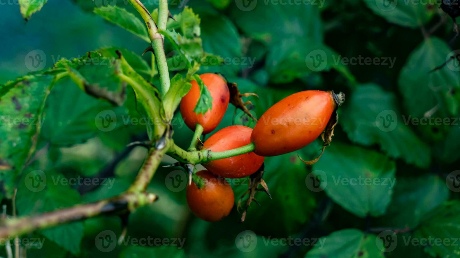 macro tiro do maduro rosa ancas dentro natureza foto