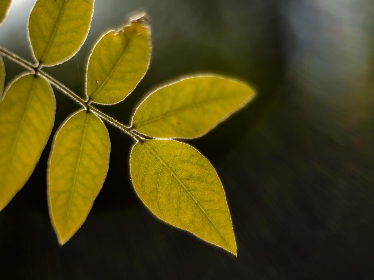 folhas amarelas do outono em um fundo desfocado foto