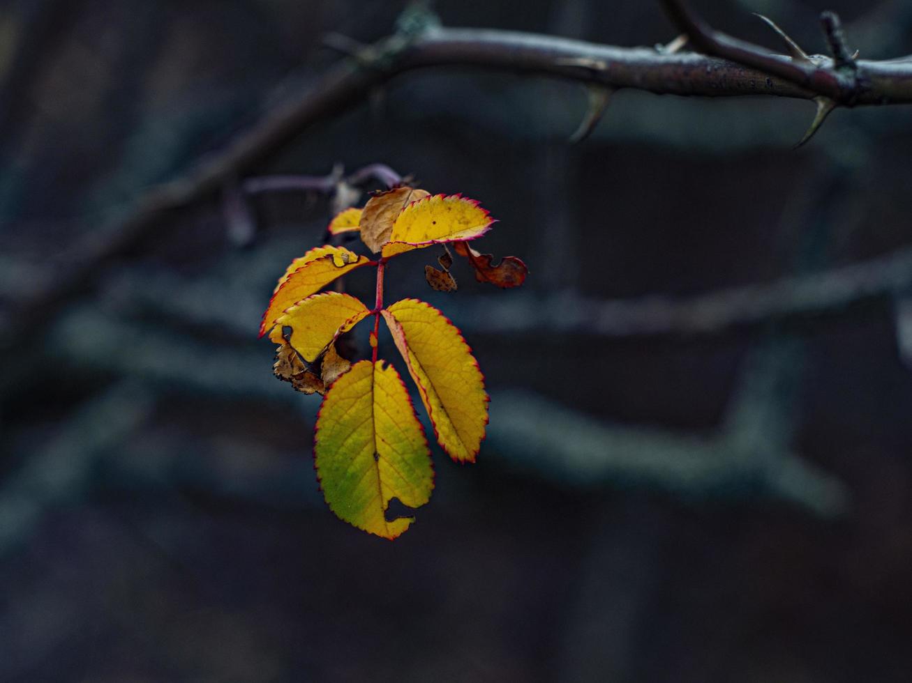 folhas vermelho-amarelas de outono em um galho de árvore foto