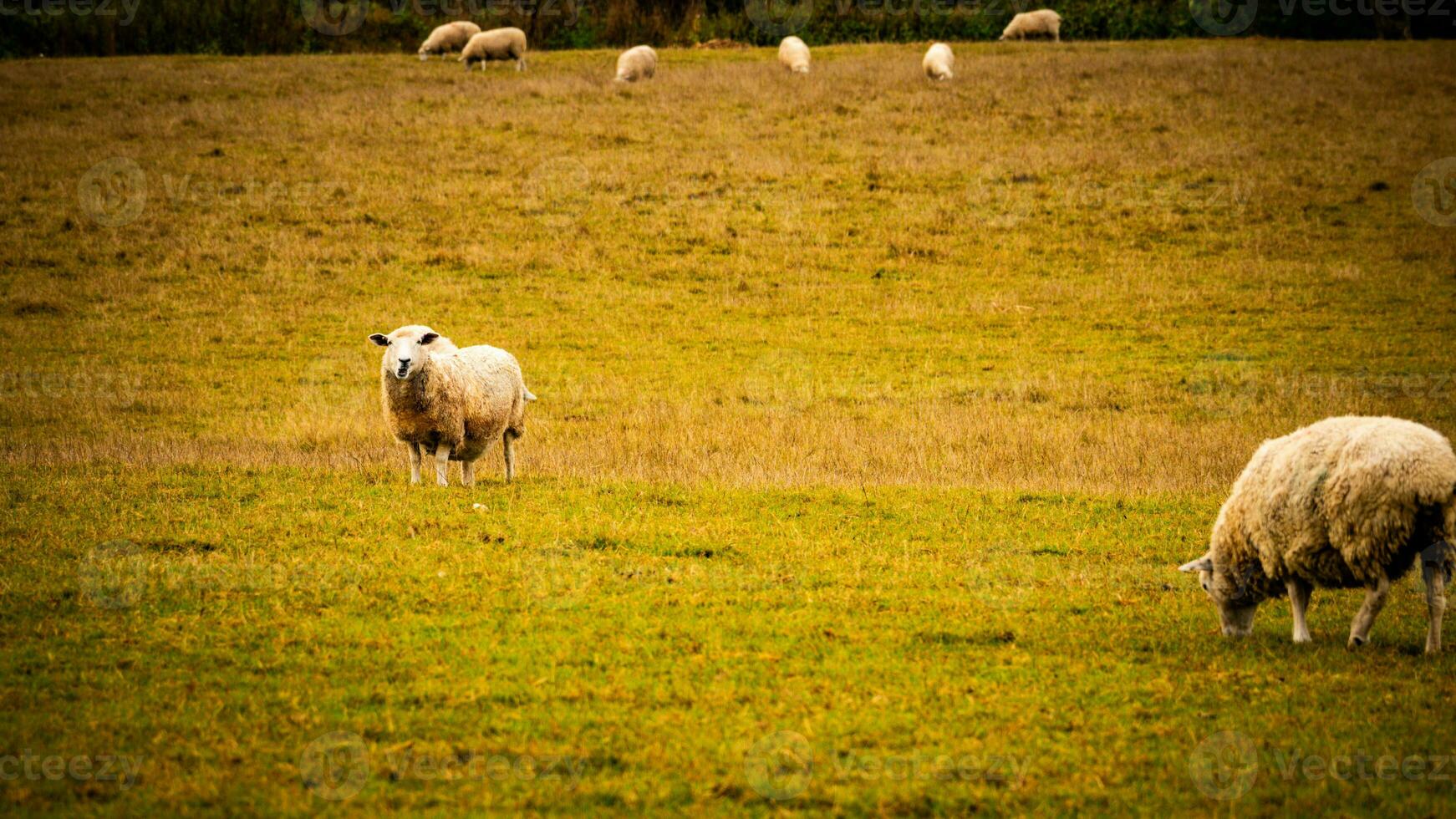 rebanho do lanoso ovelha em uma campo Fazenda foto