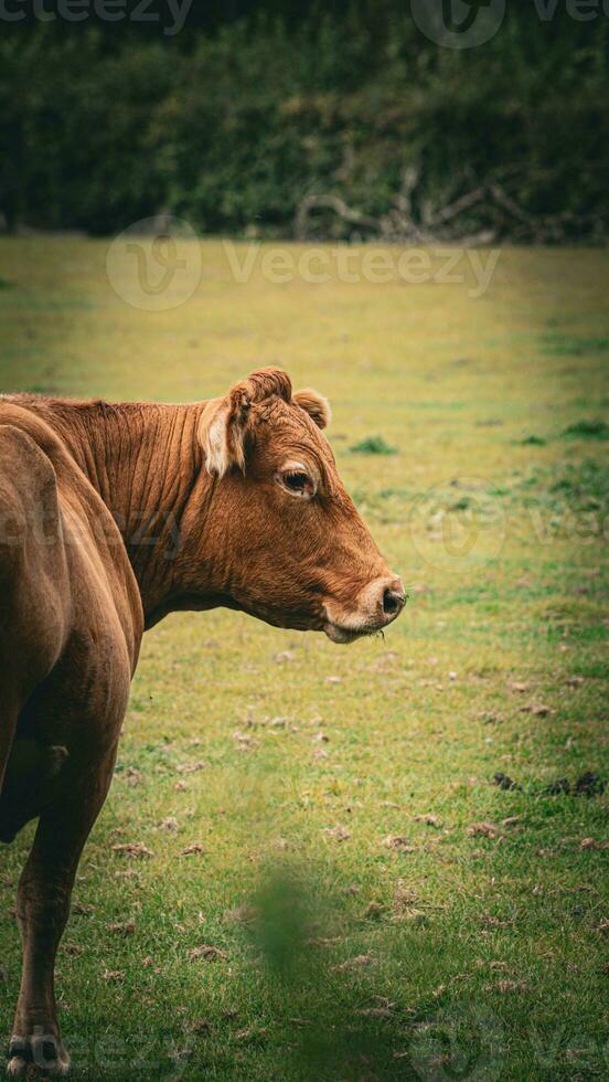 rural Prado pastar Castanho gado dentro verde pasto foto