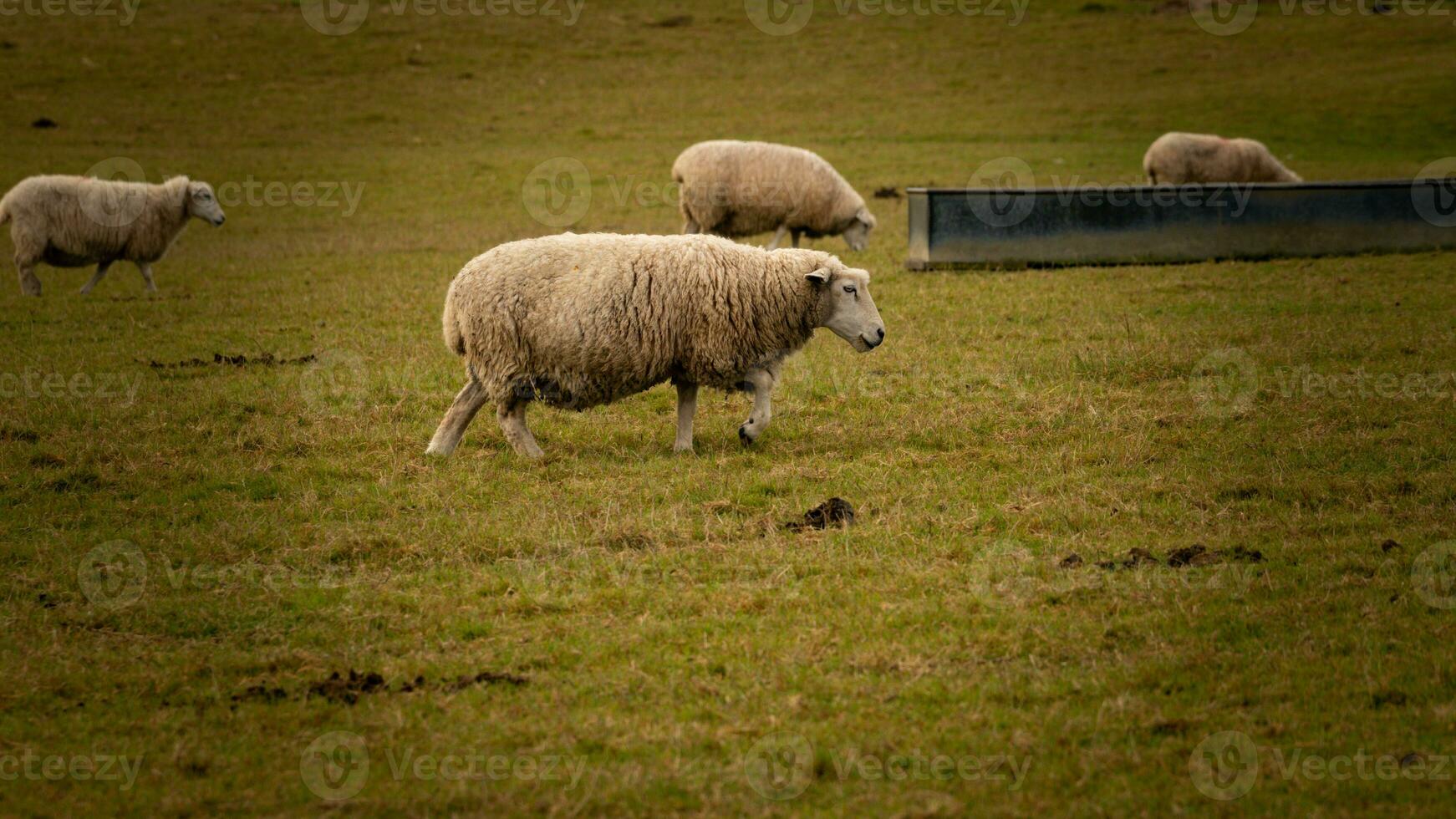 rebanho do lanoso ovelha em uma campo Fazenda foto