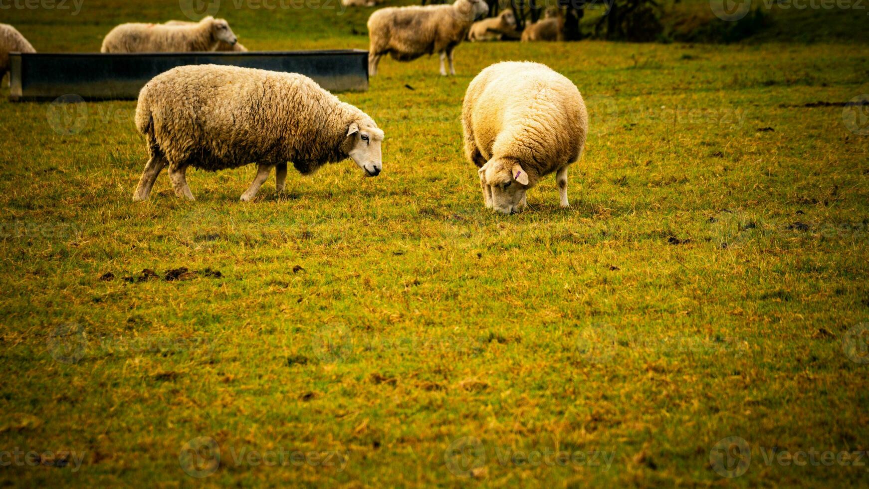 rebanho do lanoso ovelha em uma campo Fazenda foto