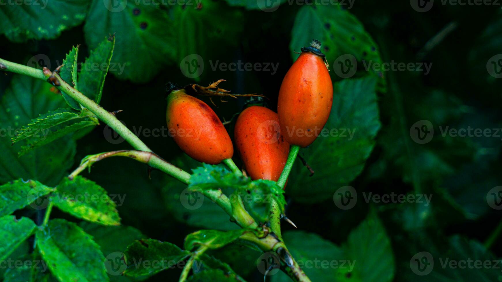 macro tiro do maduro rosa ancas dentro natureza foto