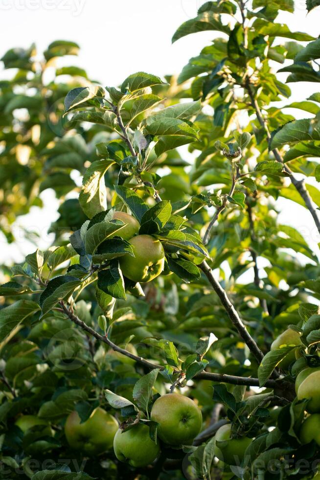 maçãs verdes em galho de árvore foto