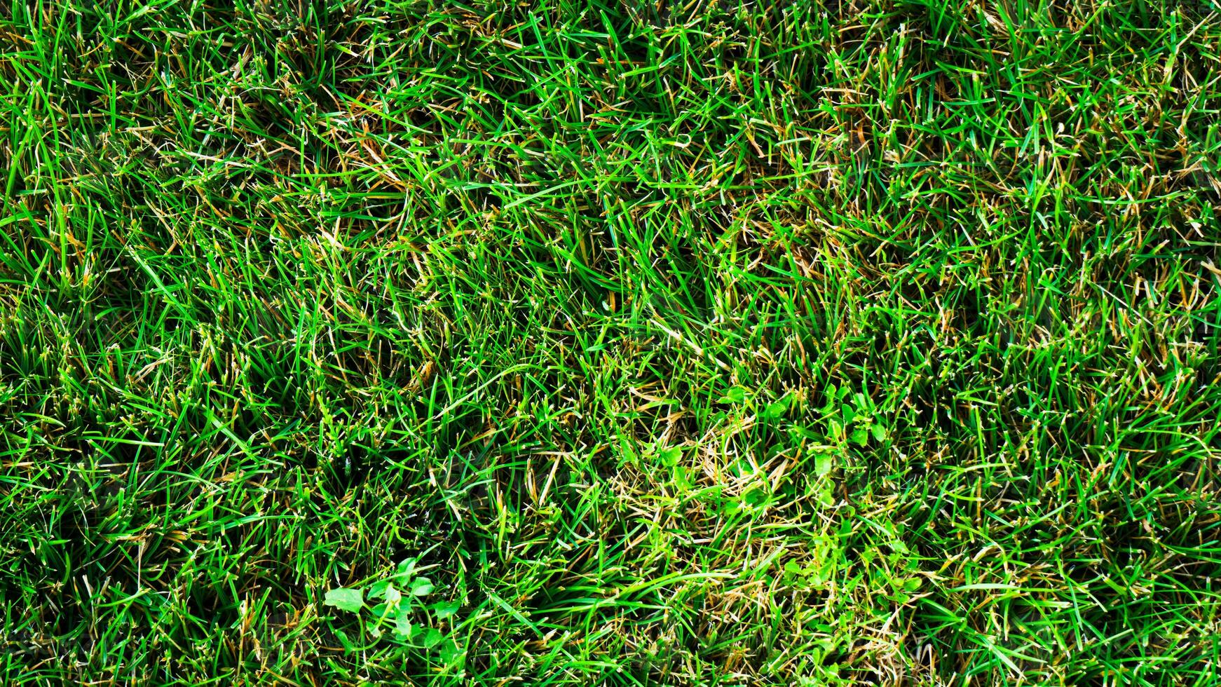 textura fundo do verde Relva foto