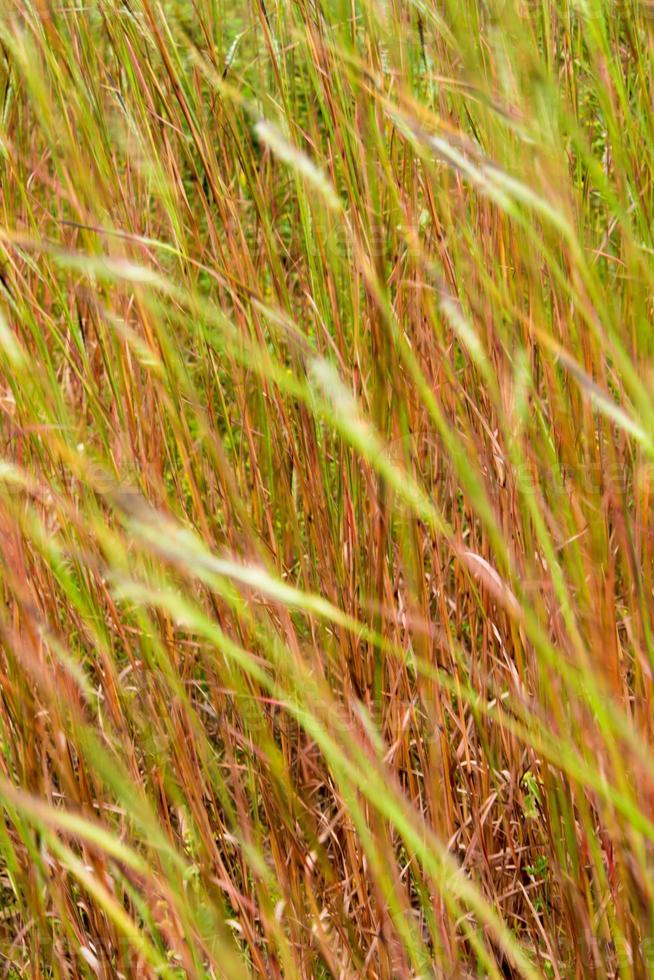 flor da grama emaranhada ao vento foto