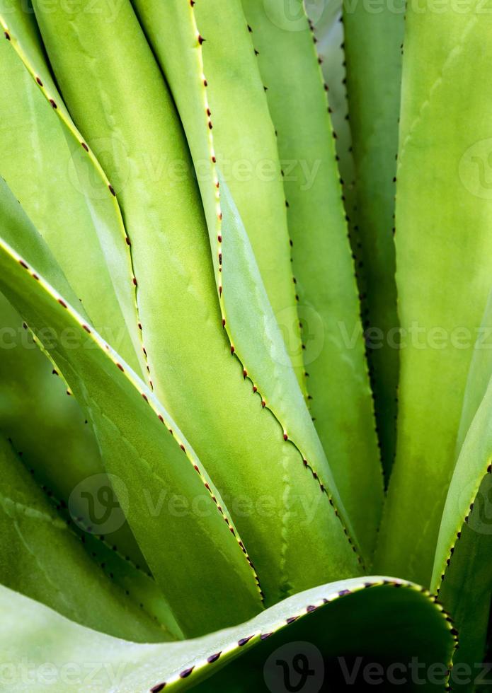 close-up de planta suculenta, espinho e detalhe nas folhas da planta de agave foto