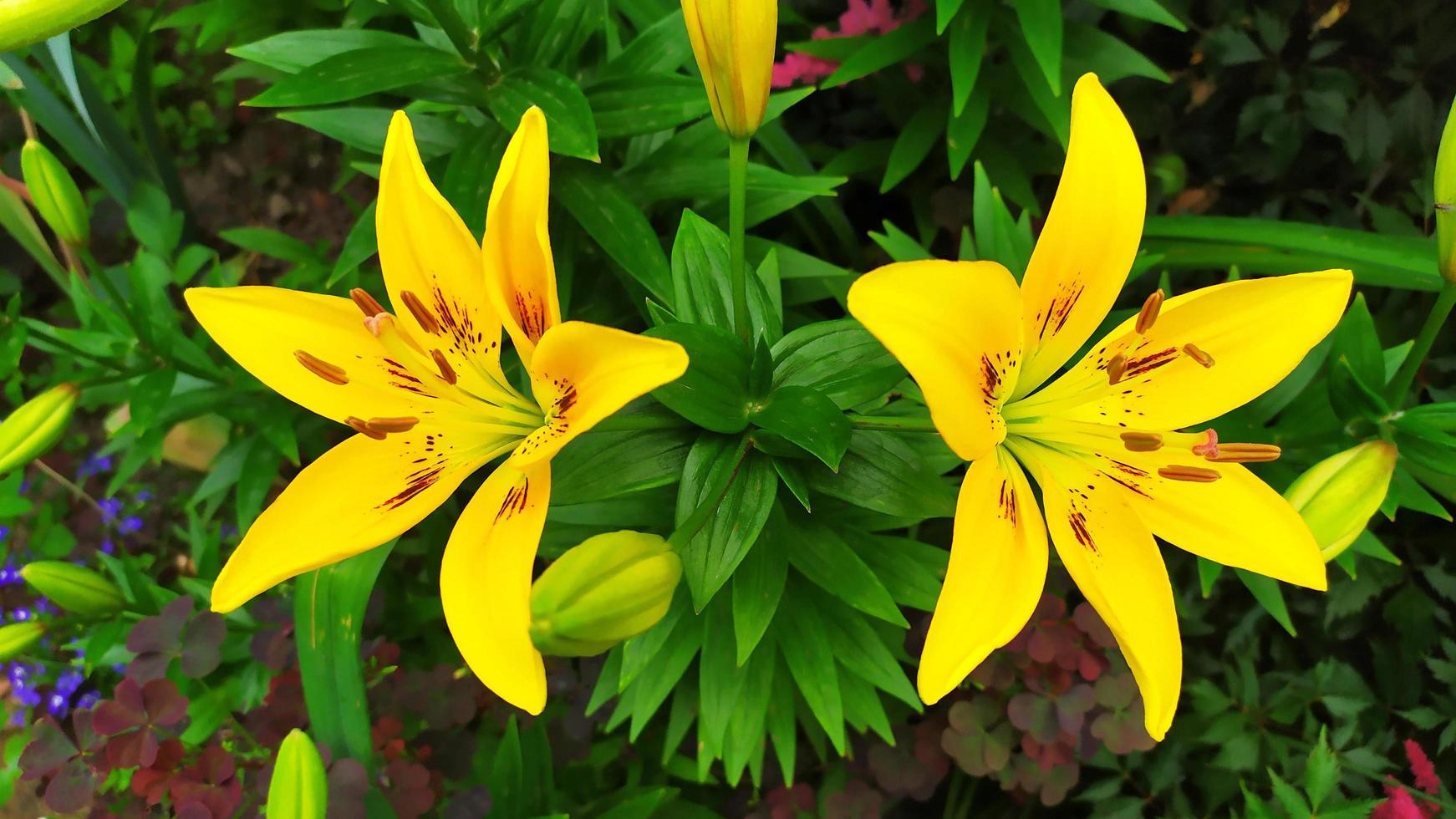 um arbusto daylily cresce em um canteiro de flores no jardim foto