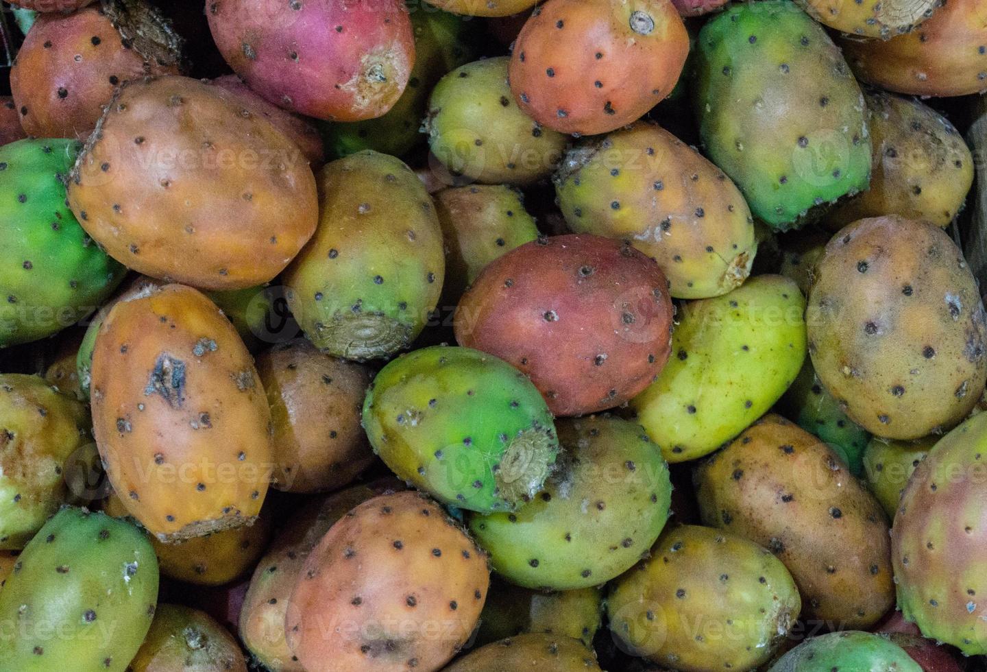 opuntia tunos o cacto figo foto