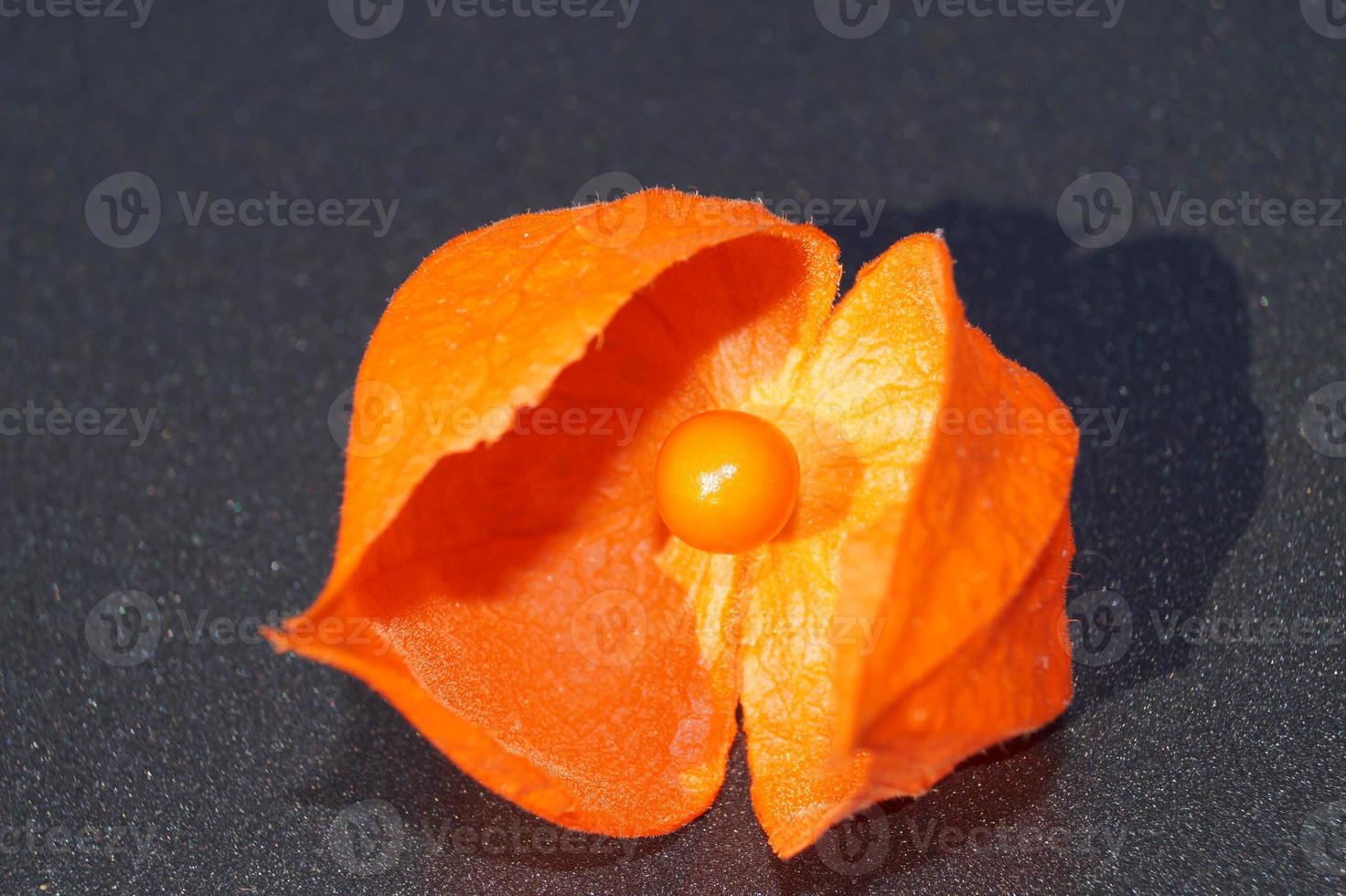 a laranja physalis peruviana foto