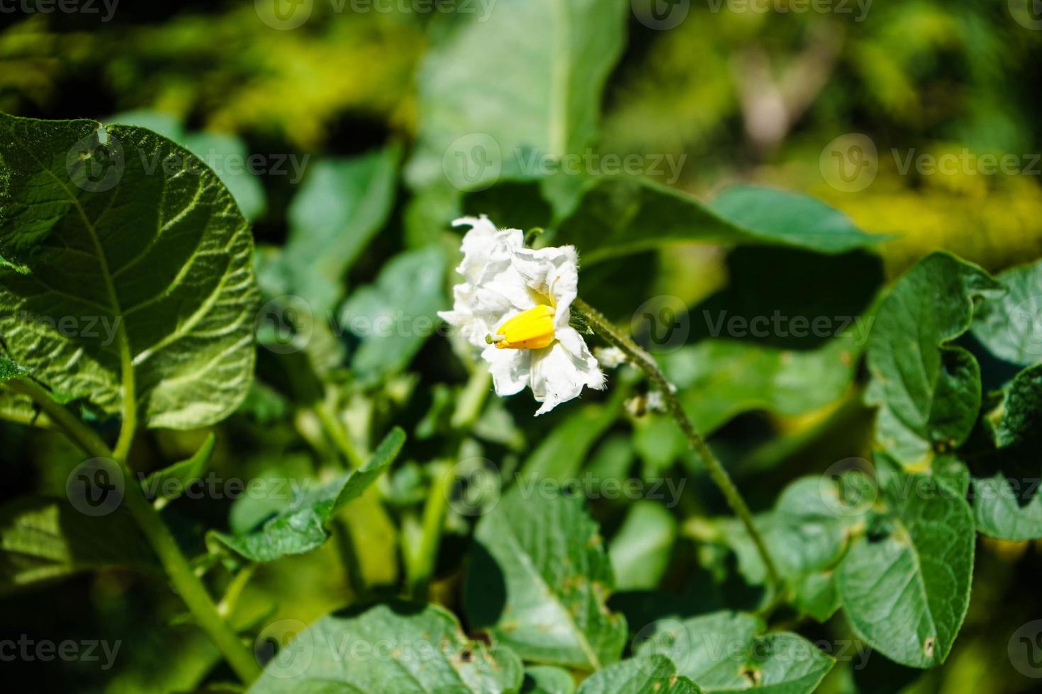 Batatas alemãs logo após a colheita foto