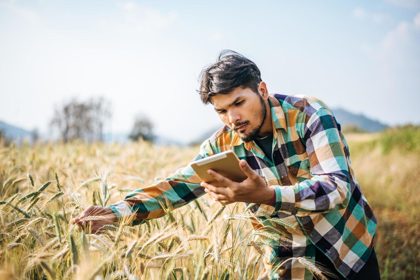 fazendeiro inteligente verificando fazenda de cevada com computador tablet foto