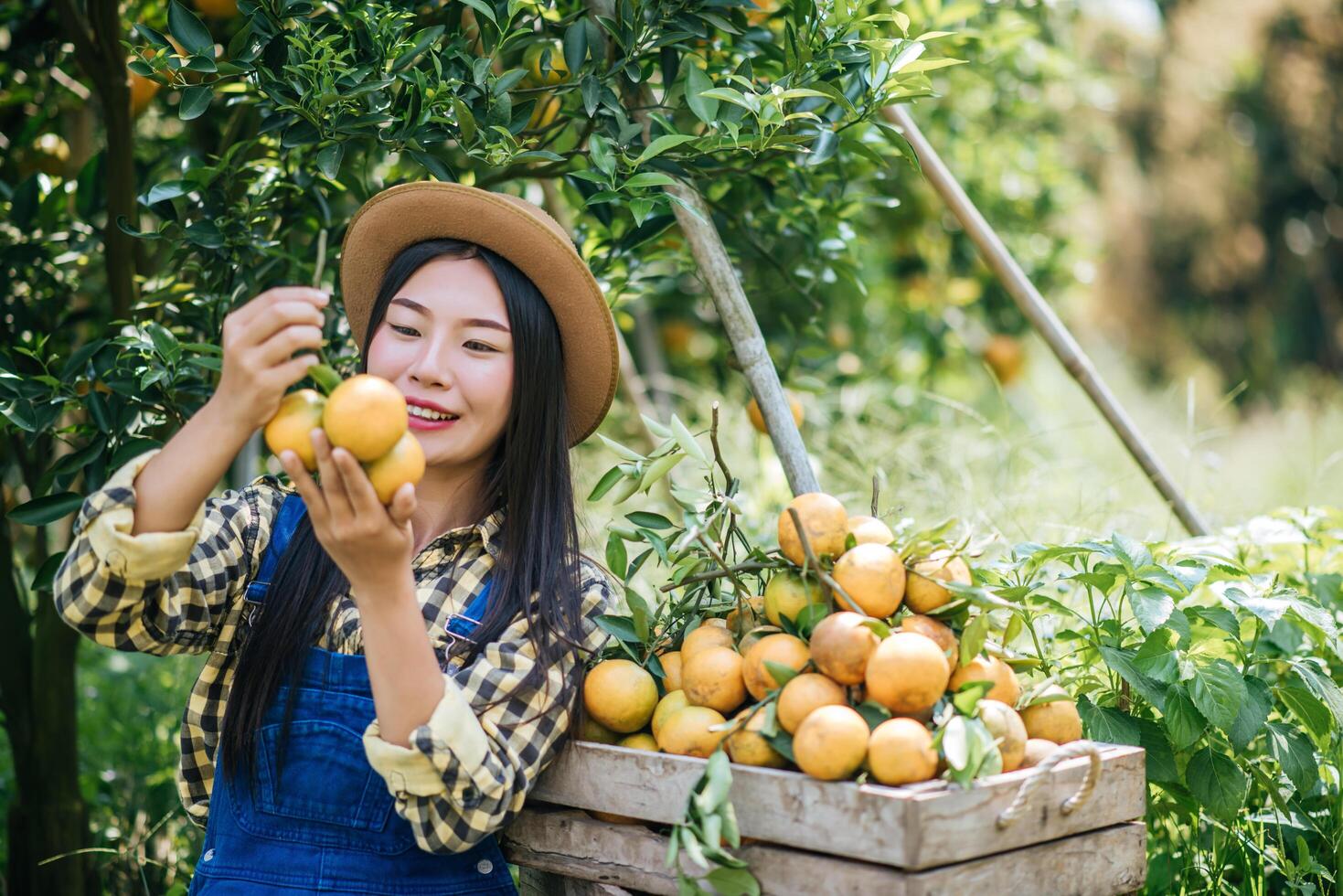 mulher colhendo uma plantação de laranja foto