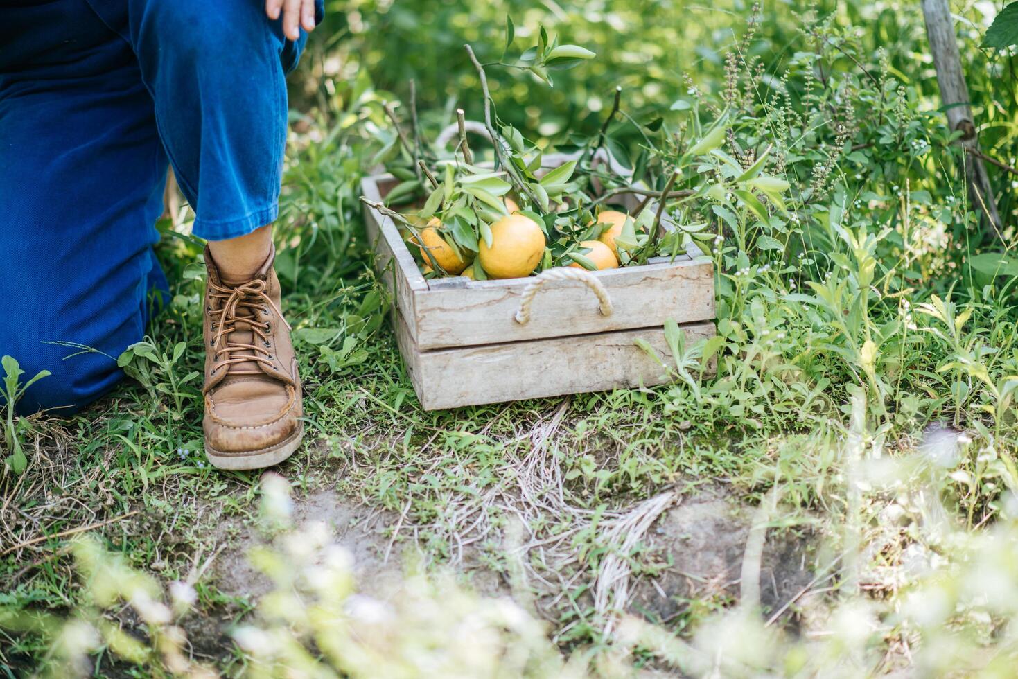 mulher colhendo uma plantação de laranja foto