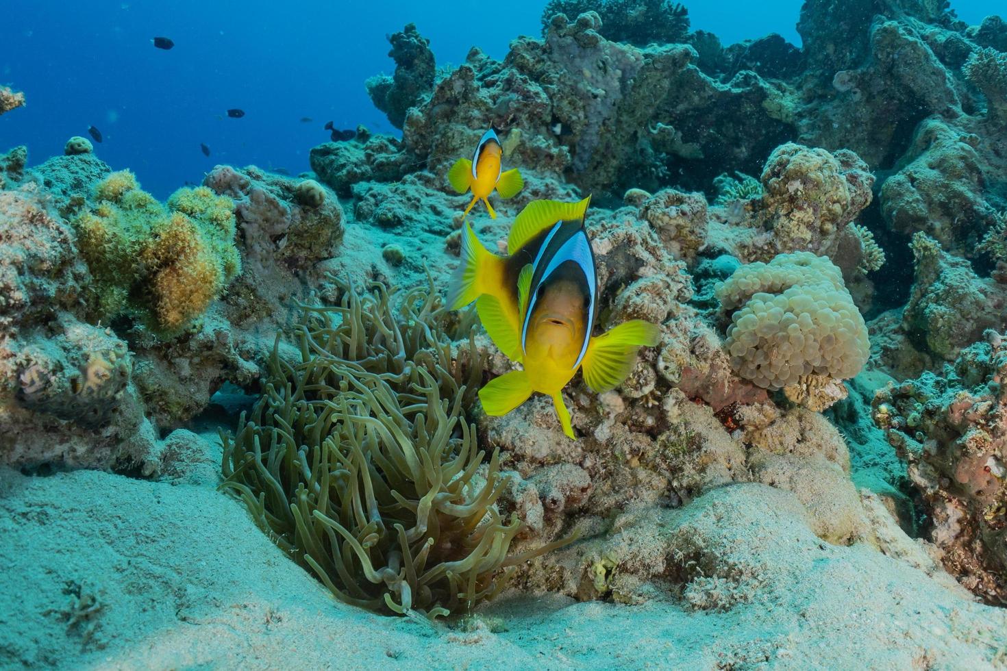 recife de coral e plantas aquáticas no mar vermelho, eilat israel foto