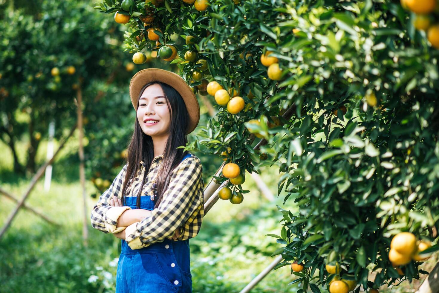 mulher colhendo uma plantação de laranja foto