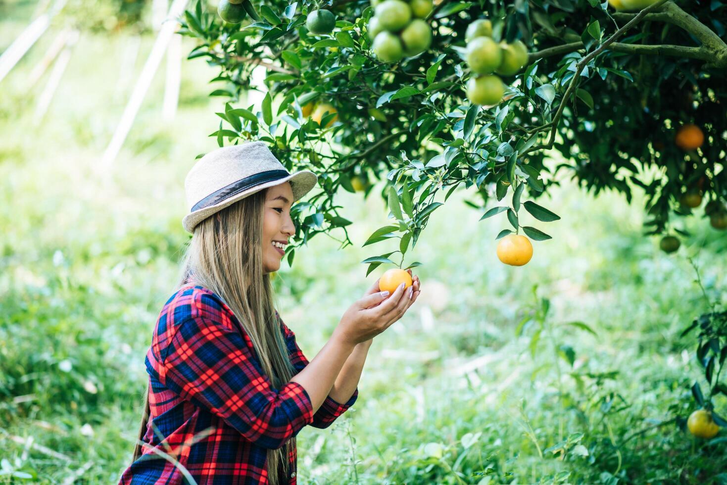 mulher colhendo uma plantação de laranja foto