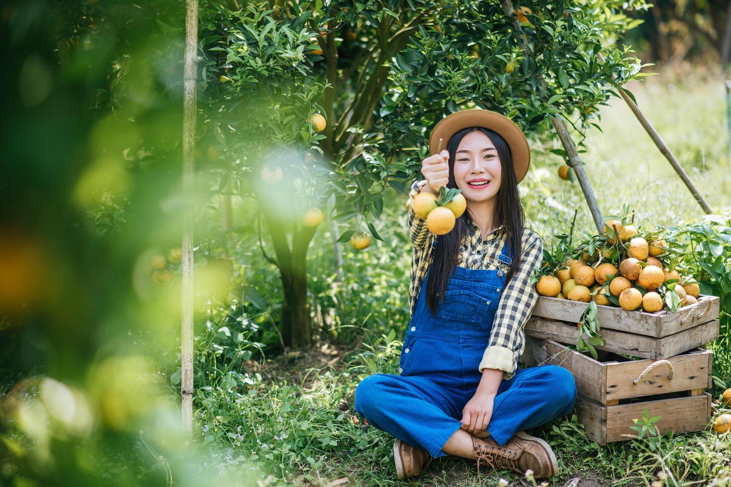 mulher colhendo uma plantação de laranja foto