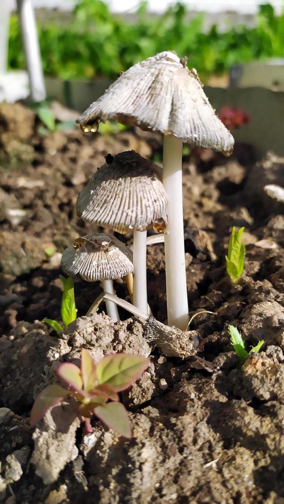 um monte de cogumelos cogumelos foto