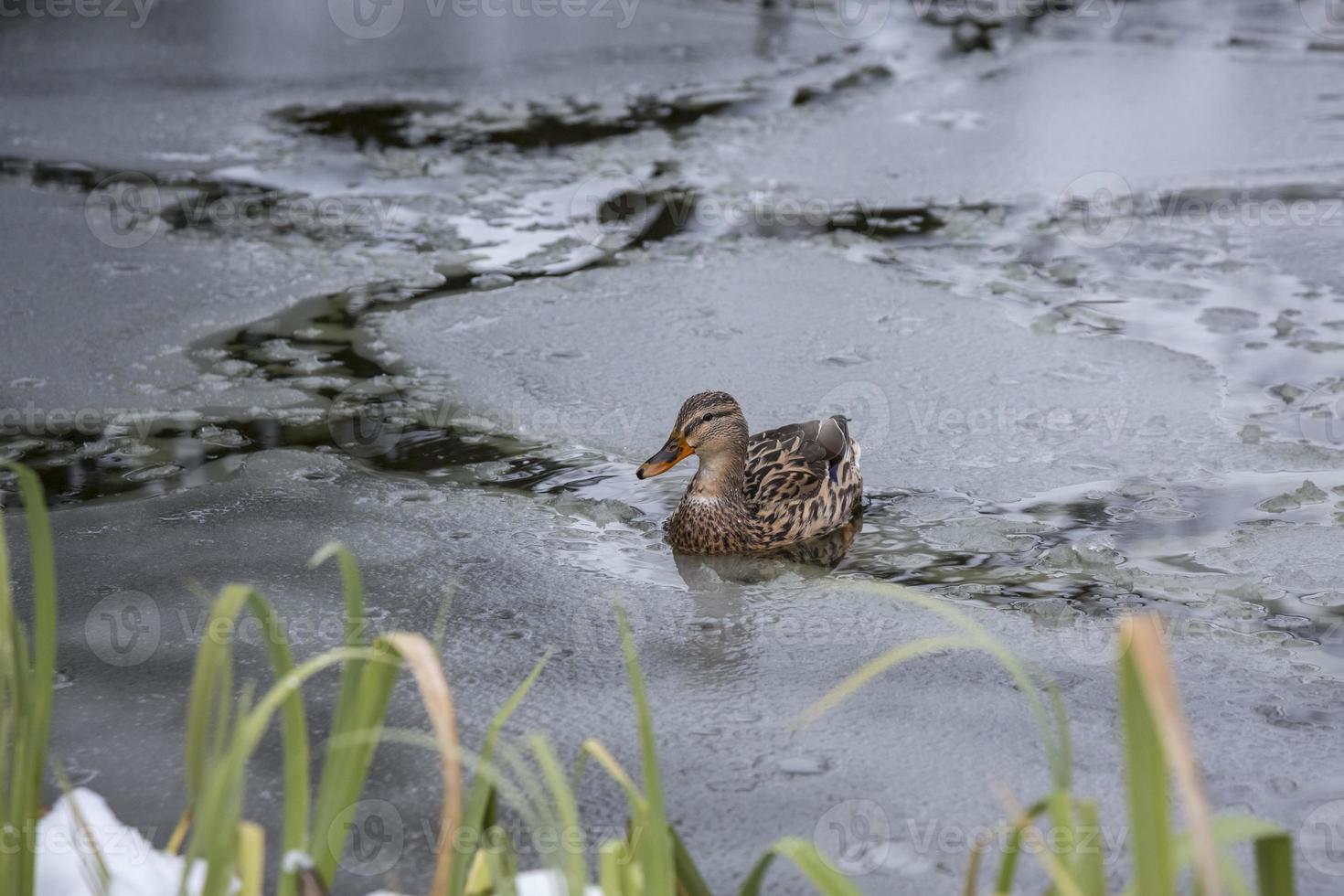 pato feminino brincando e flutuando na lagoa do parque da cidade congelada de gelo de inverno. foto