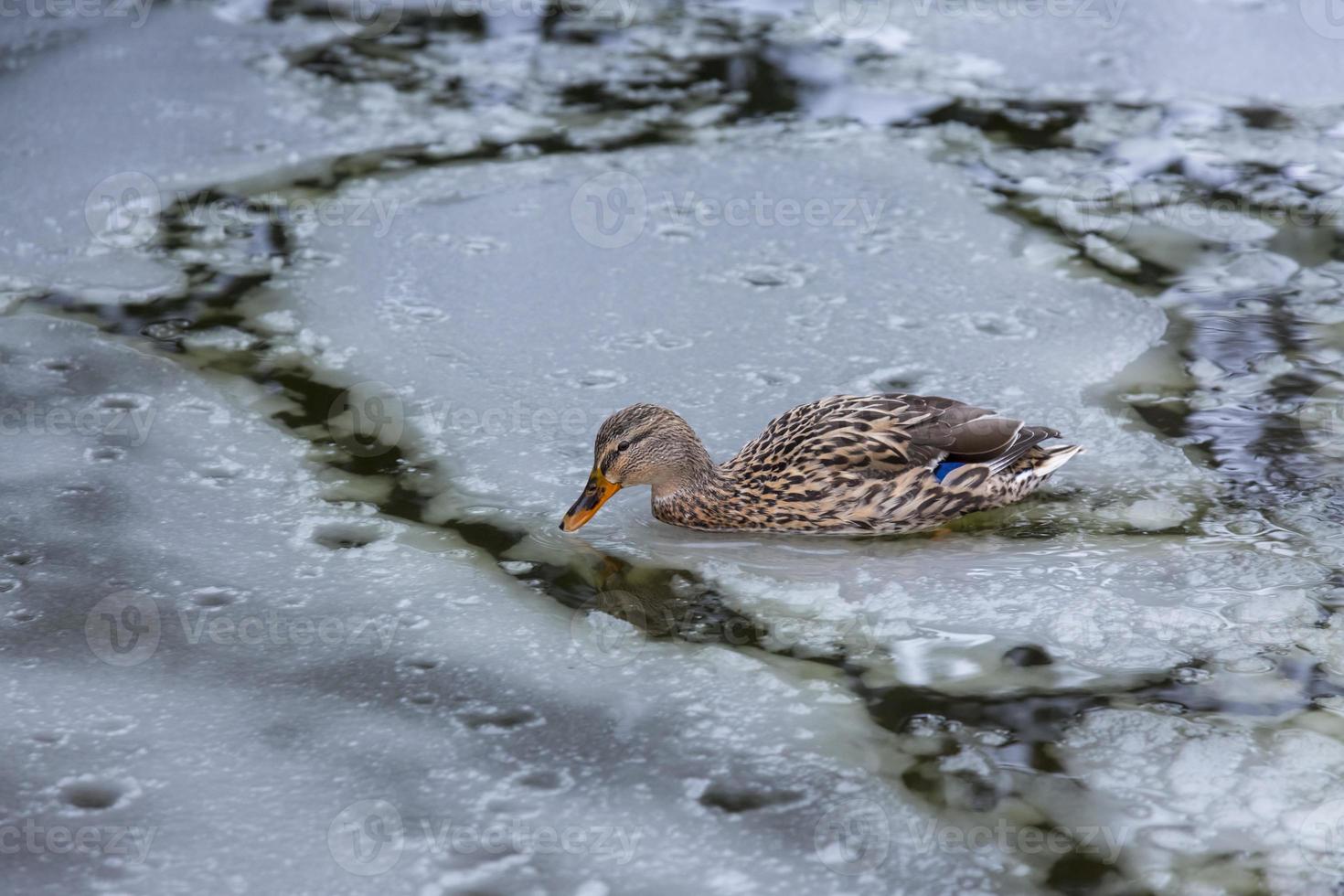 pato feminino brincando e flutuando na lagoa do parque da cidade congelada de gelo de inverno. foto