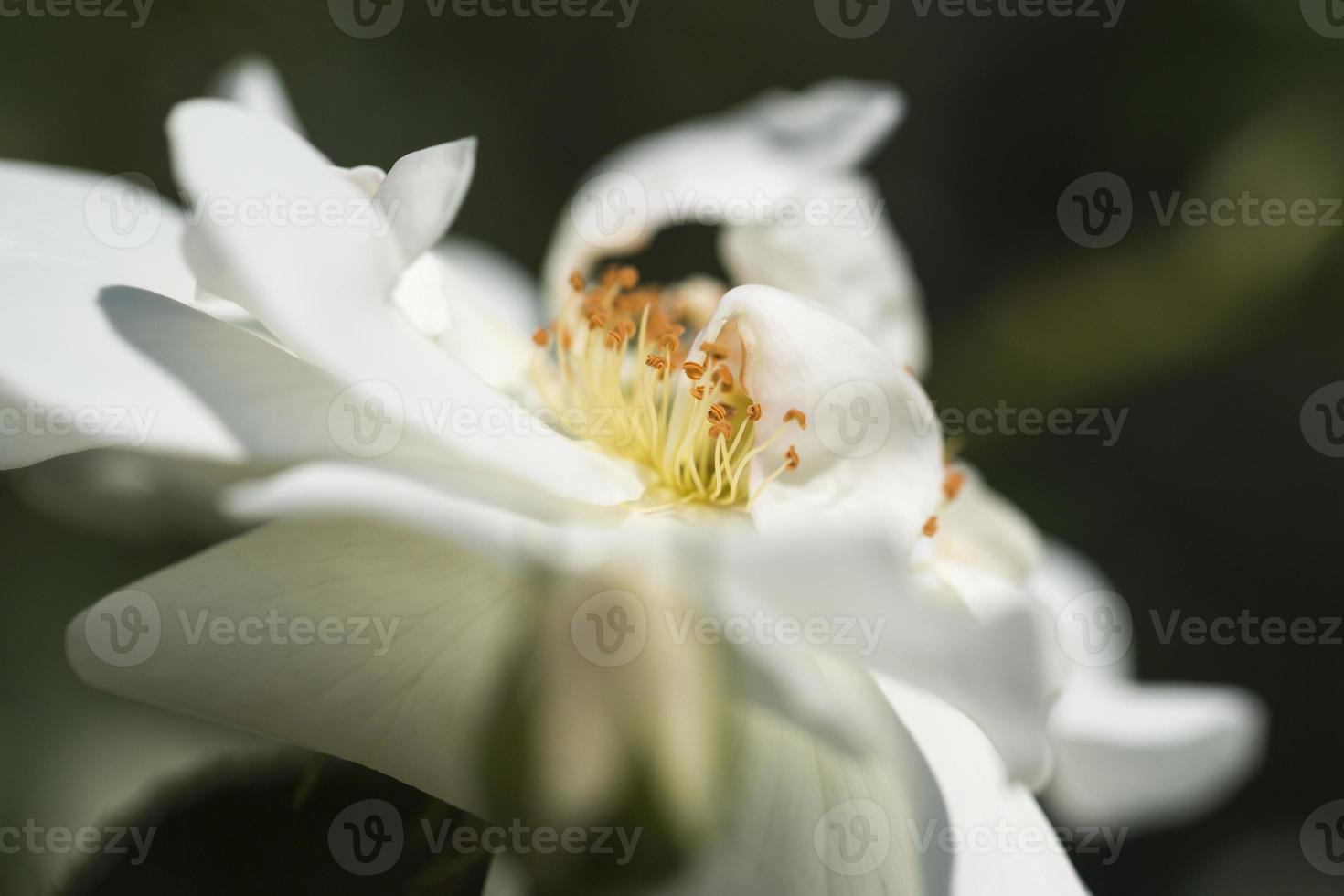 close up de uma única rosa branca foto