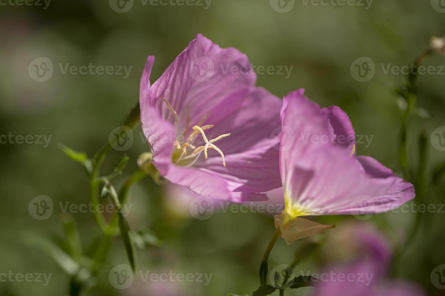 Oleandro rosa claro florescendo perto do jardim foto