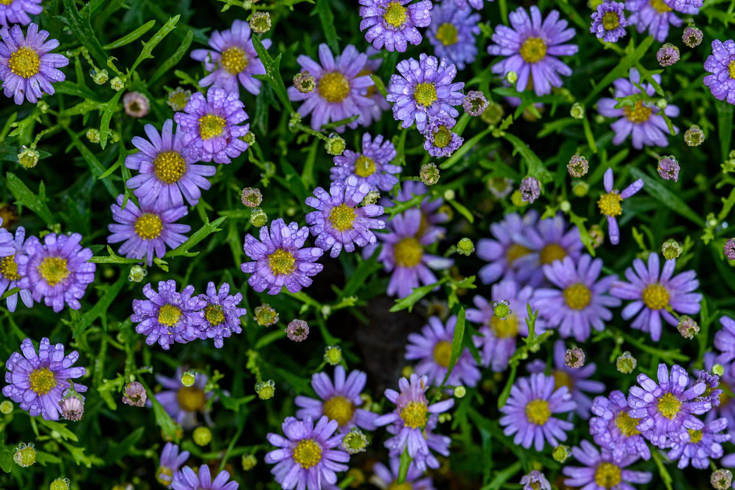 flor de margaridas roxas com gotas de água no campo do jardim. foto