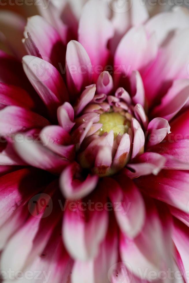 flor flor macro dália pinnata family compositae alta qualidade foto