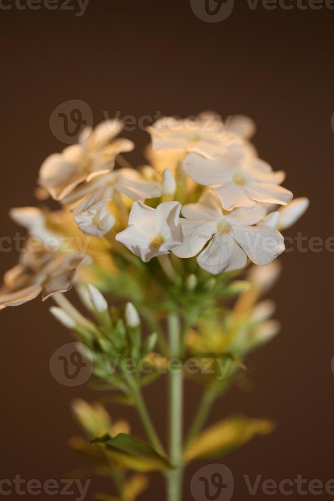 flor flor macro phlox paniculata família polemoniaceae foto