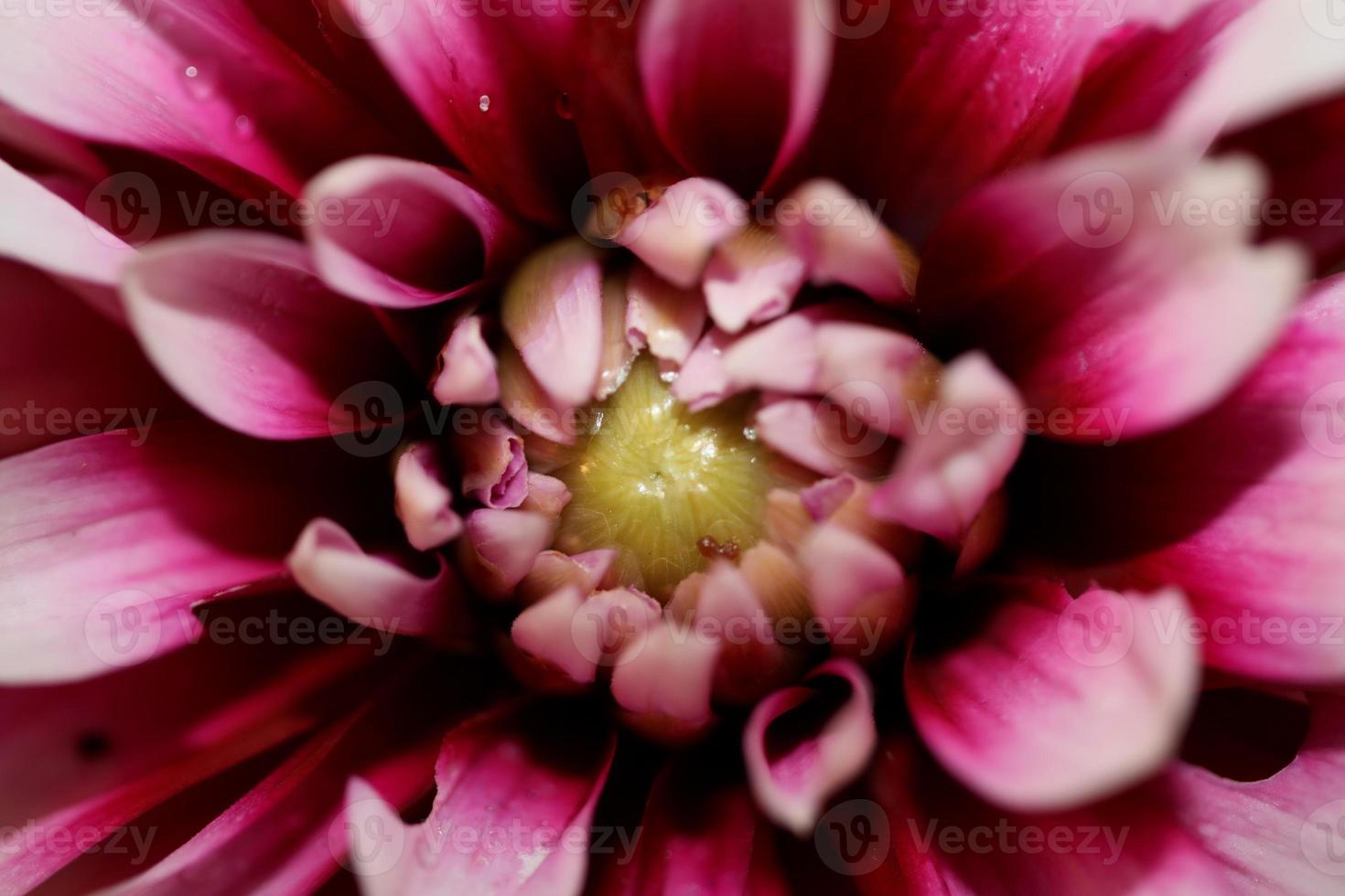 flor flor macro dália pinnata family compositae alta qualidade foto