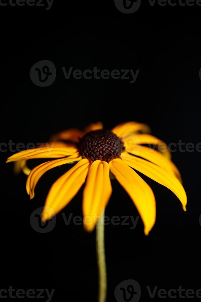 flor flor close up background rudbeckia fulgida family compositae foto