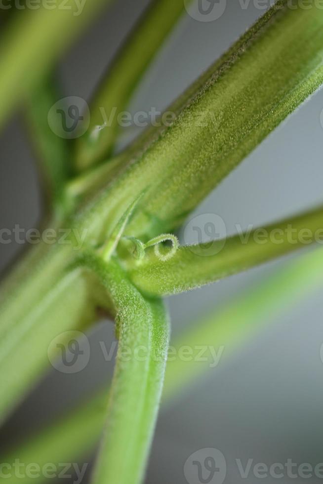 folhas de maconha de perto indica família cannabaceae super limão neblina foto