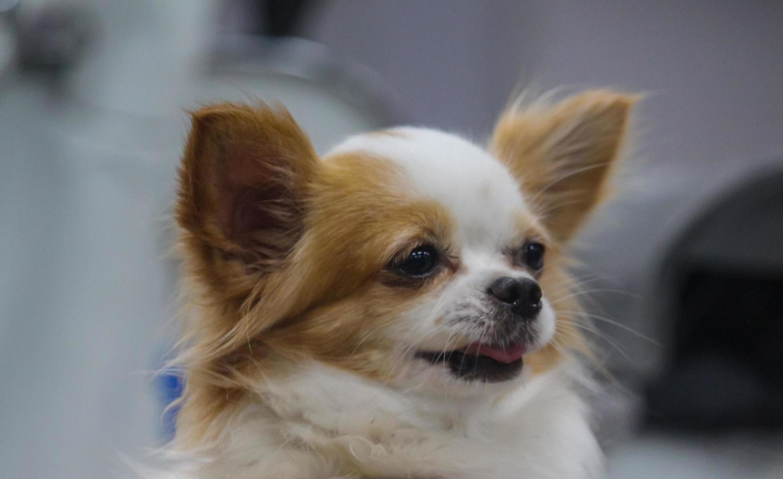 cachorro fofo com cabelo castanho foto